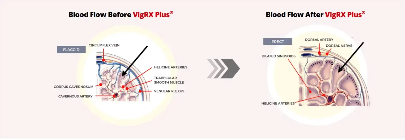 How VigRX Plus Work?